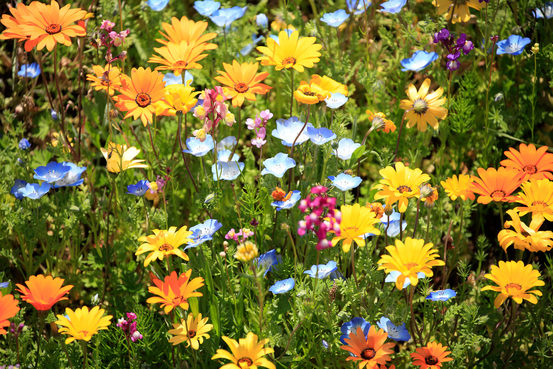 Spring flower garden